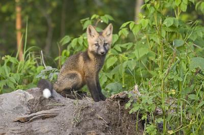 red fox 062406_MG_0591
