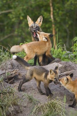 red fox 062406_MG_0668
