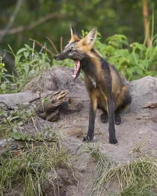 red fox 062406_MG_0677