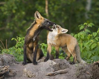 red fox 062406_MG_0697