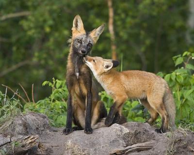 red fox 062406_MG_0704