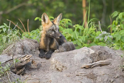red fox 062406_MG_0725
