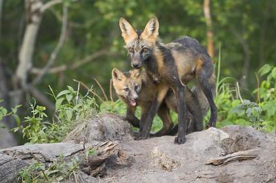 red fox 062406_MG_0729