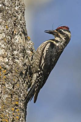 yellow-bellied sapsucker 062106_MG_0242