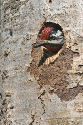 yellow-bellied sapsucker 062106_MG_0254