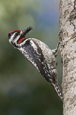 yellow-bellied sapsucker 062106_MG_0433