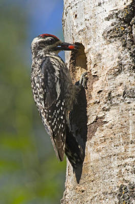 yellow-bellied sapsucker 062306_MG_0626