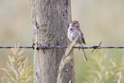 brewer's sparrow 070206_MG_0190