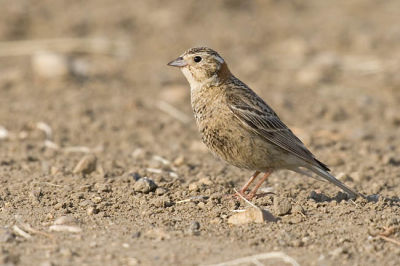 chestnut-collared longspur 070306_MG_1966