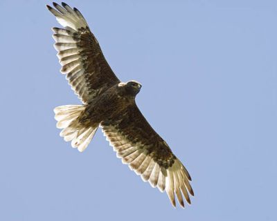 ferruginous hawk 070206_MG_0461