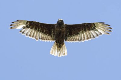 ferruginous hawk 070206_MG_0470