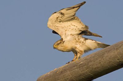 ferruginous hawk 070206_MG_1541