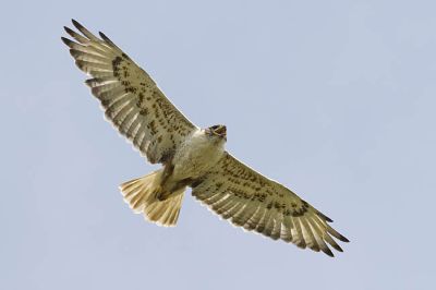 ferruginous hawk 070306_MG_2393