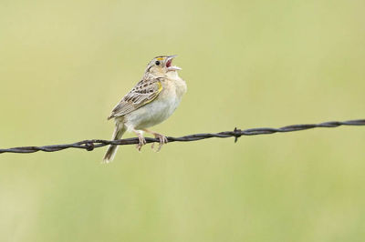 grasshopper sparrow 070106_MG_0318
