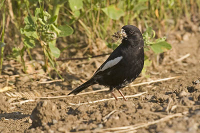 lark bunting 070106_MG_0436