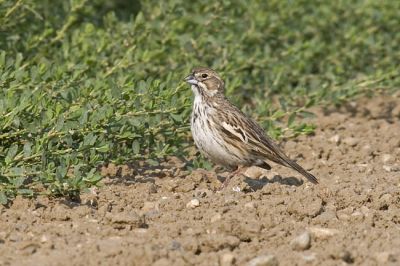 lark bunting 070306_MG_1991