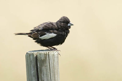 lark bunting 070306_MG_2239