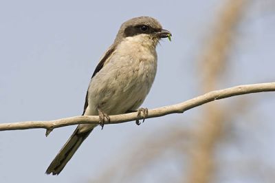 loggerhead shrike 070306_MG_2594
