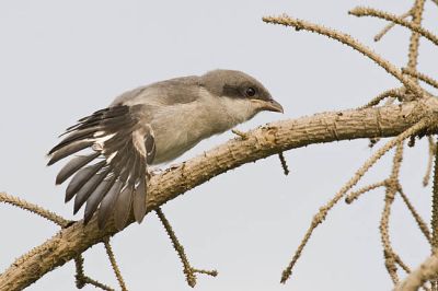loggerhead shrike 070306_MG_2740