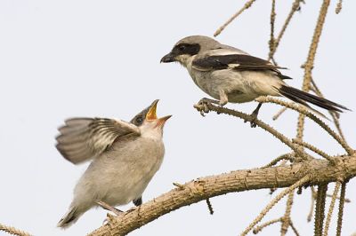 loggerhead shrike 070306_MG_2757