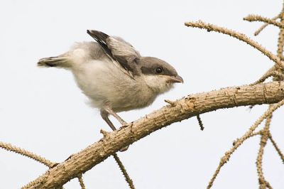 loggerhead shrike 070306_MG_2778