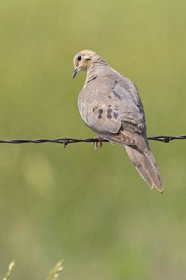 mourning dove 070306_MG_2229