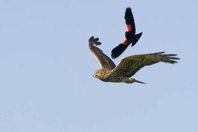 northern harrier 070106_MG_0542