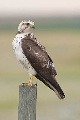 swainson's hawk 070106_MG_0066