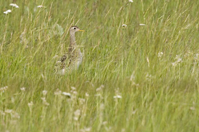upland sandpiper 063006_MG_0075