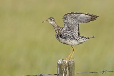 upland sandpiper 063006_MG_0107