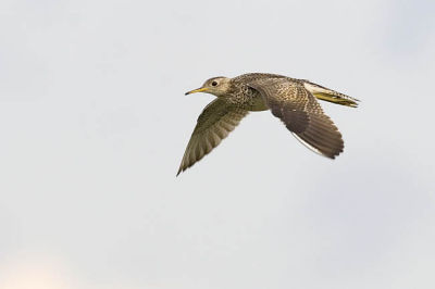 upland sandpiper 063006_MG_0131