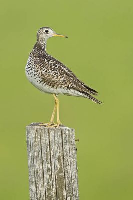 upland sandpiper 063006_MG_0182