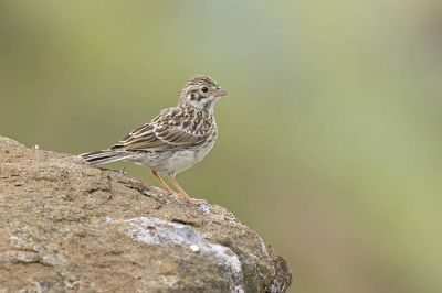 vesper sparrow 070206_MG_0413