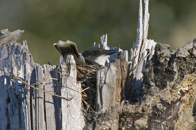 eastern kingbird 062906_MG_0070