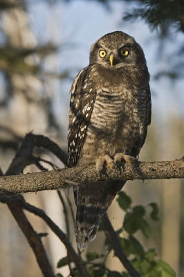 northern hawk owl 062906_MG_0098