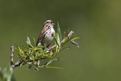 song sparrow 062506_MG_0103