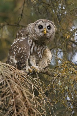barred owl 072206_MG_0315
