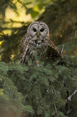 barred owl 072206_MG_0361