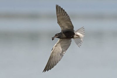 black tern 072206_MG_0784