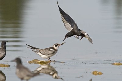 black tern 072206_MG_0904