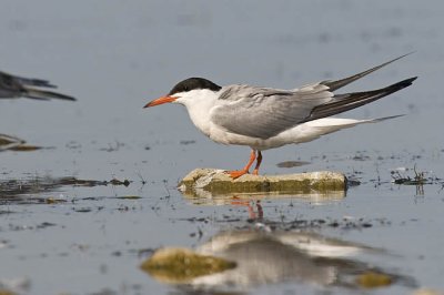 common tern 072206_MG_0362