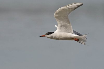 common tern 072206_MG_0941