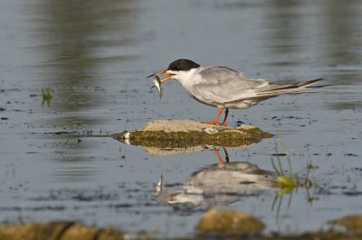 forster's tern 072206_MG_0062