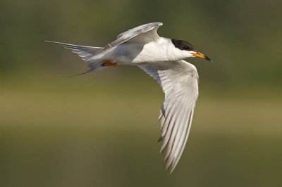 forster's tern 072206_MG_0215