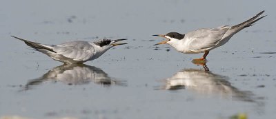 forster's tern 072206_MG_0324