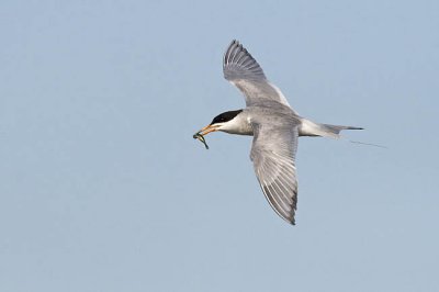 forsters tern 072206_MG_0548
