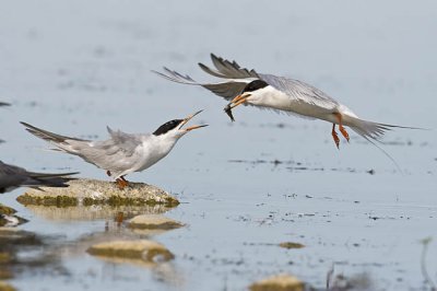 forster's tern 072206_MG_1079