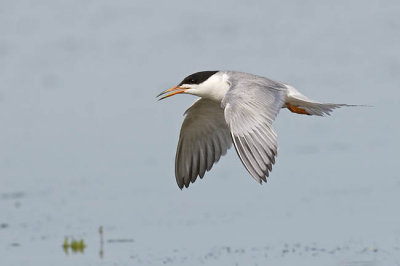forster's tern 072206_MG_1113