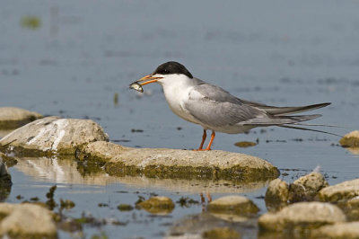 forster's tern 072206_MG_1161