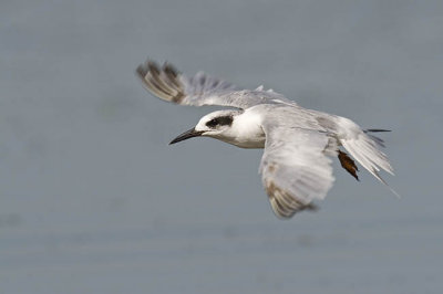 forster's tern 072206_MG_1282